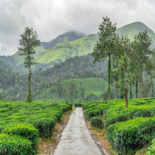 Wayanad